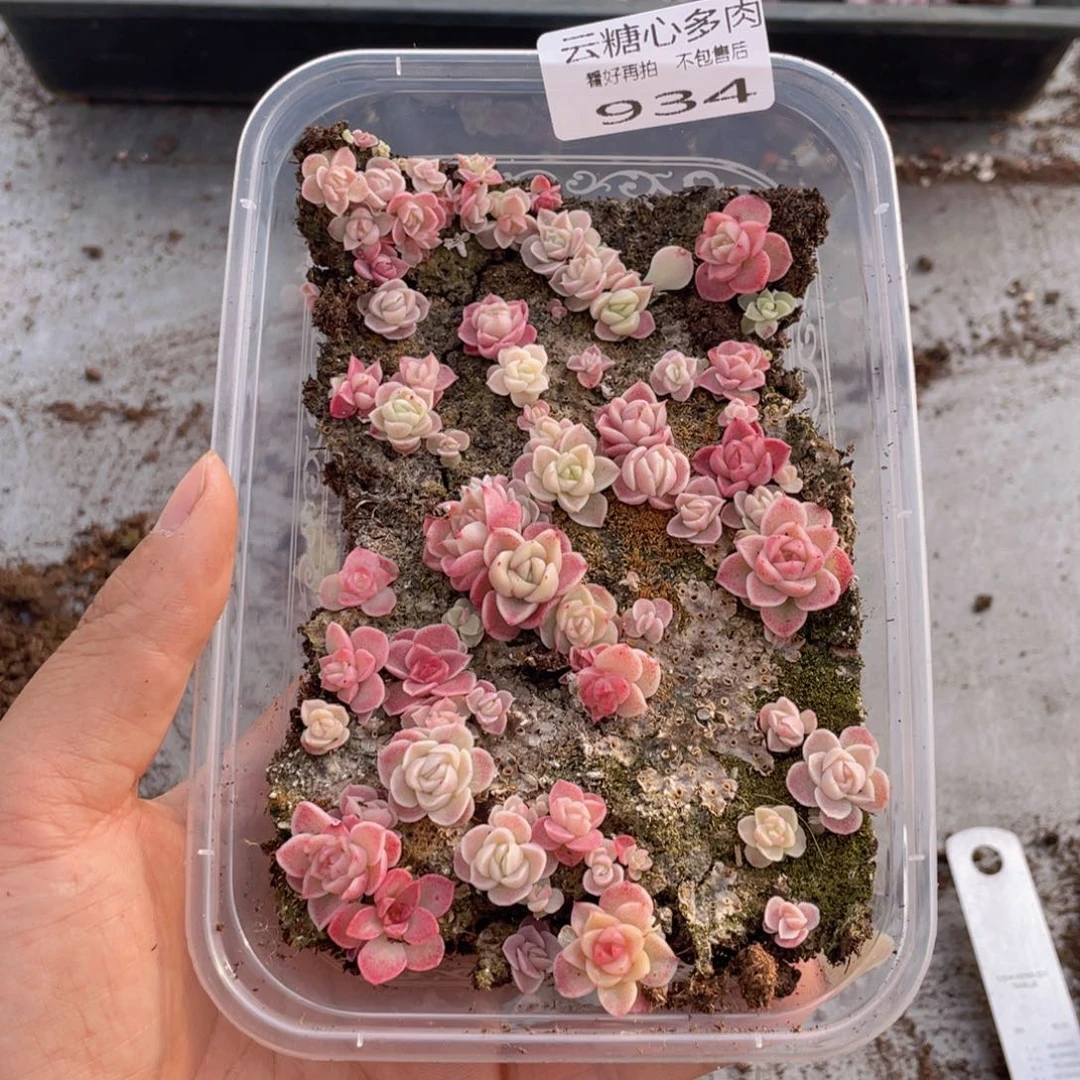 云糖心多肉植物934