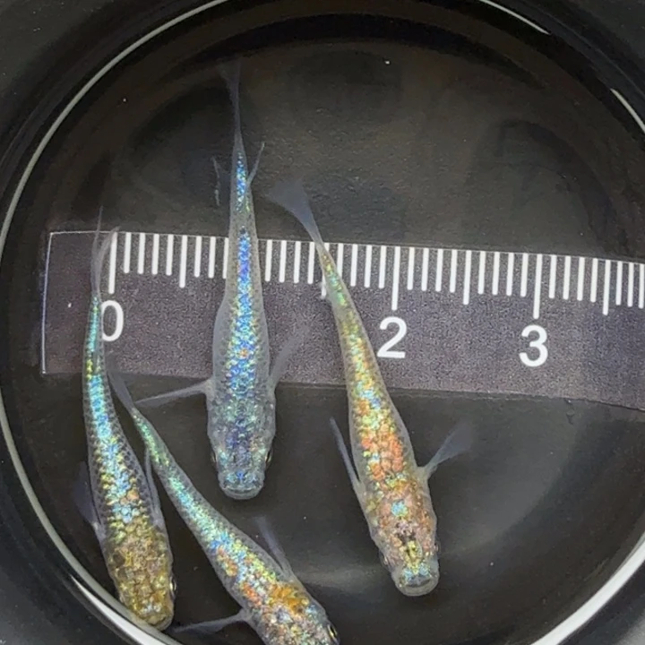 青鳉鱼海王星1号青鳉