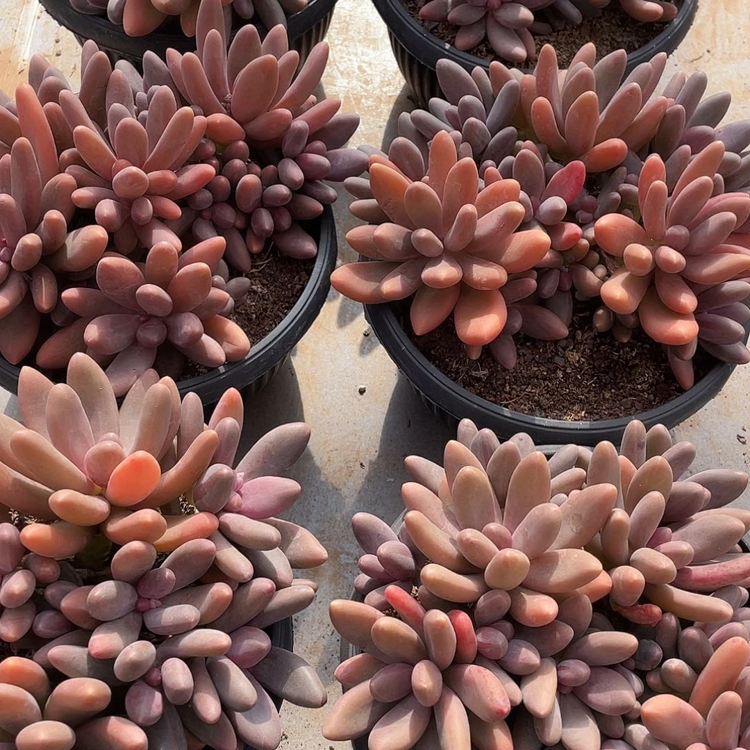 糖果美人精控18厘米可挑