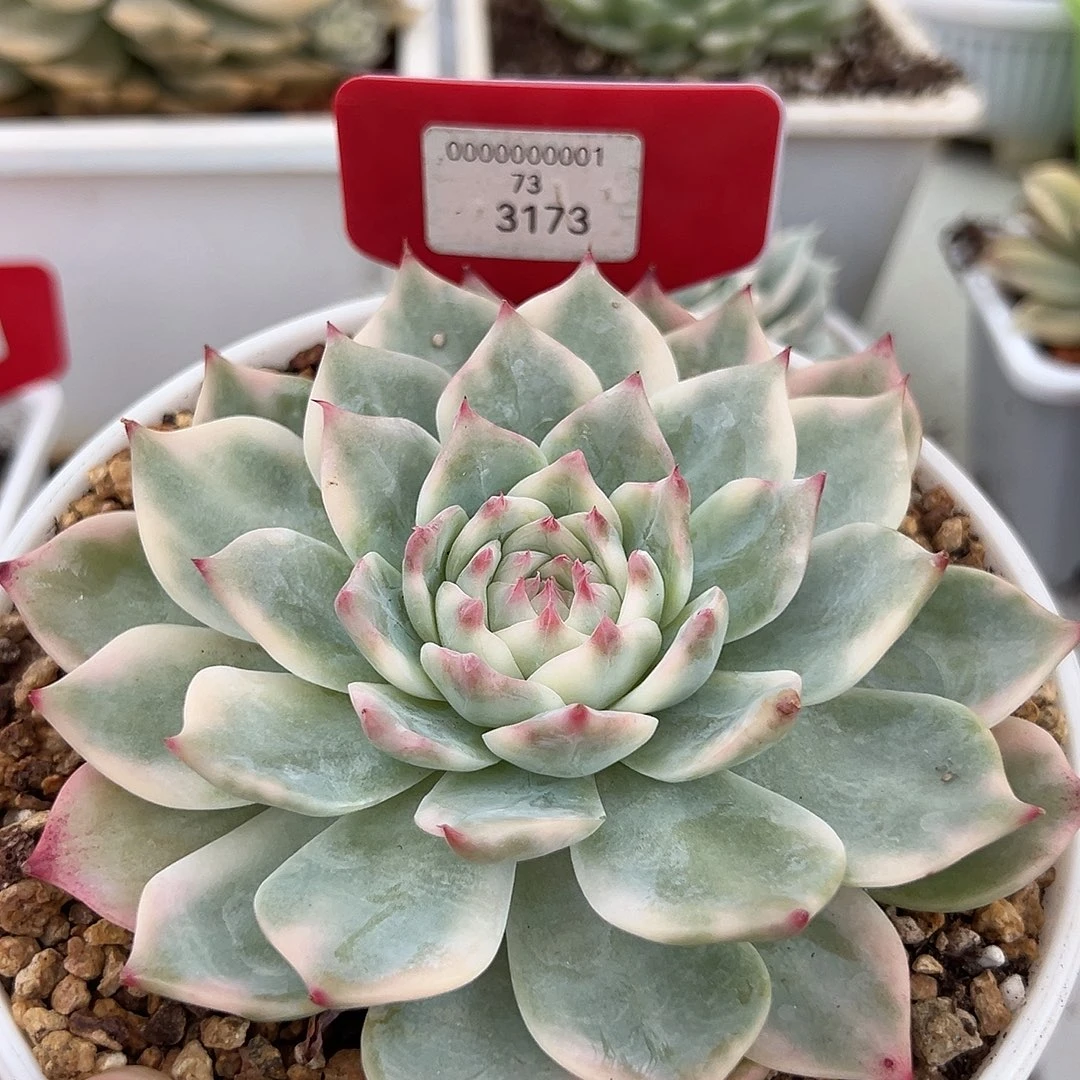 依***托3173号吉娃娃多肉植物