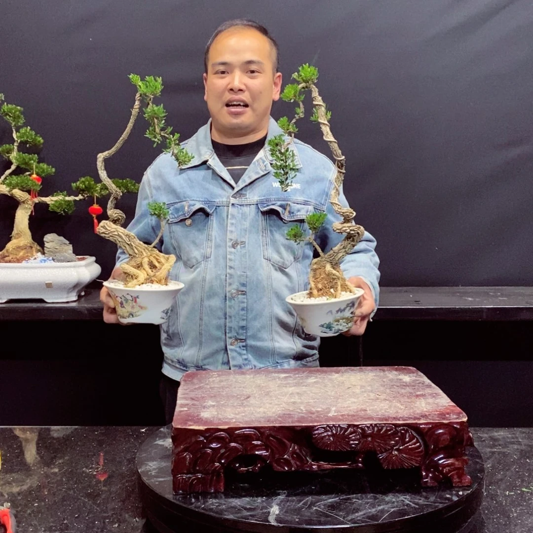 无花朵黄杨盆景雀舌软枝