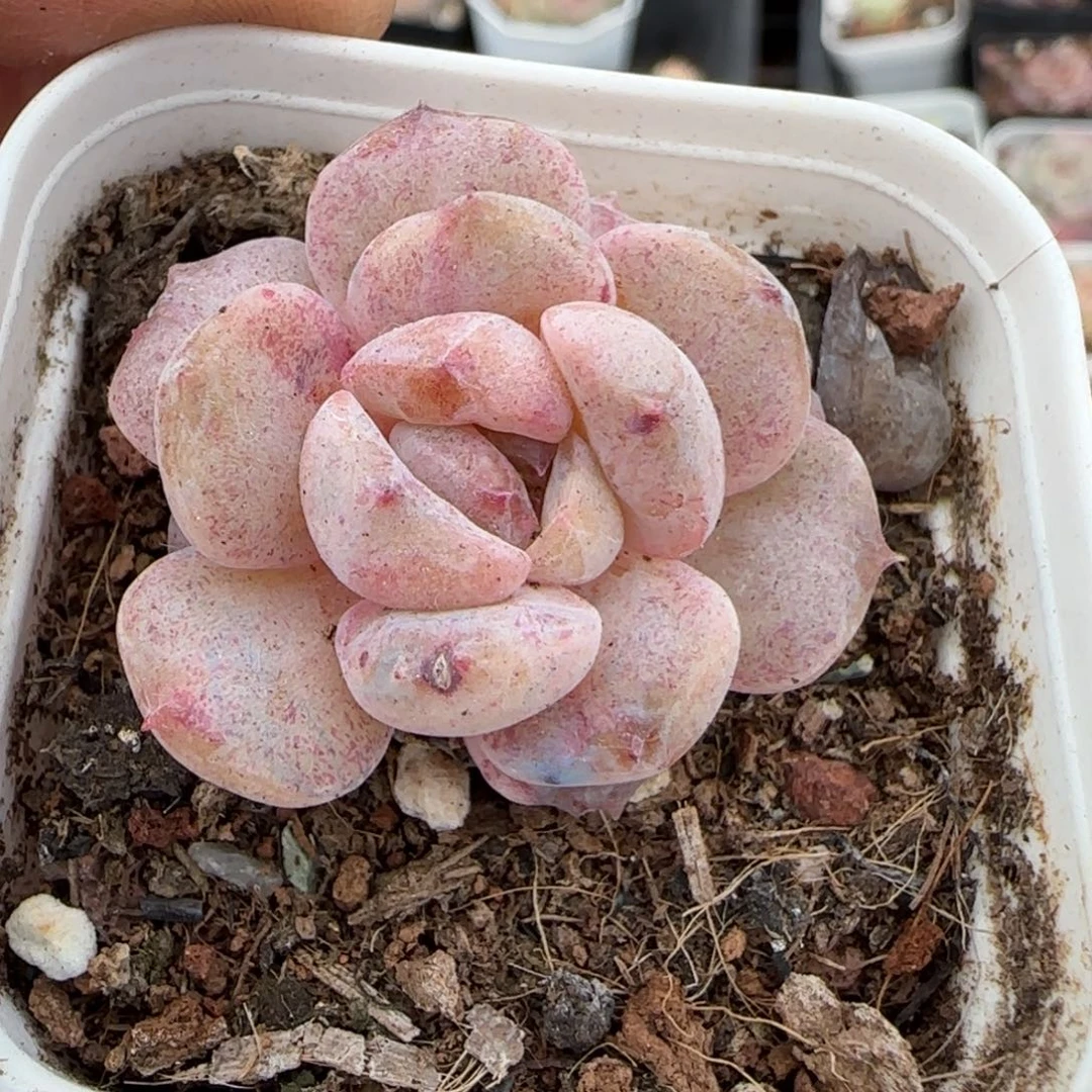 多肉小卡拉米糖心一物一拍