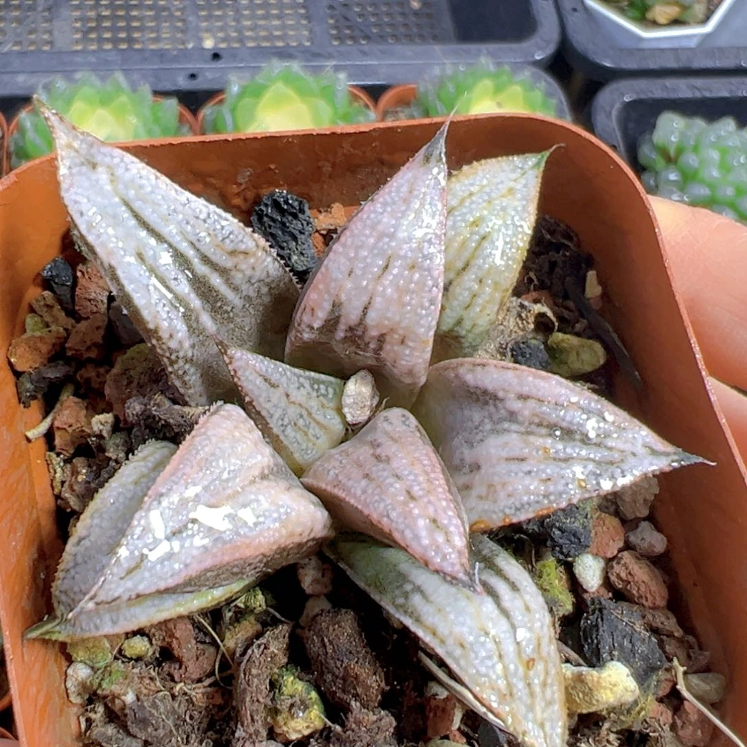 皇妃玉露多肉多肉1