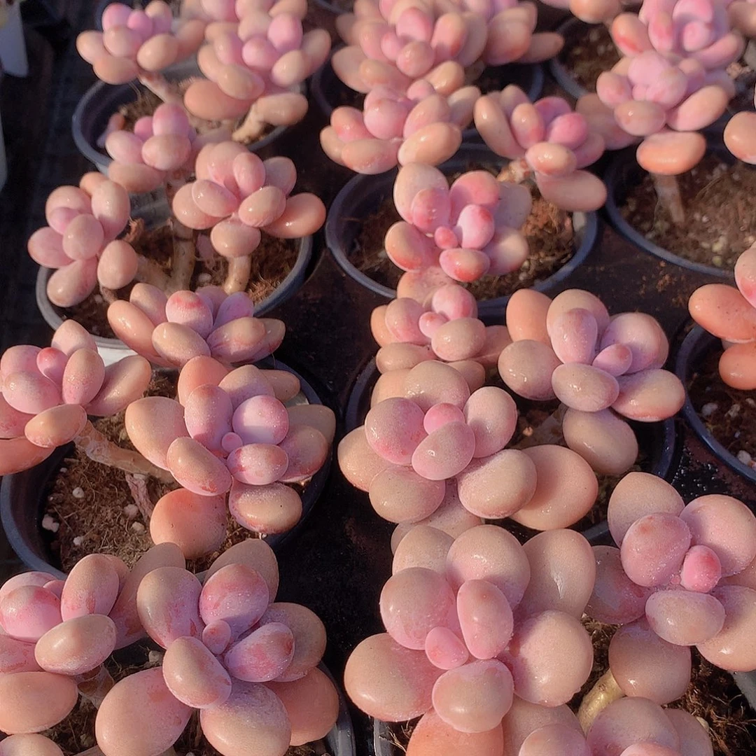 桃蛋群34567899900000