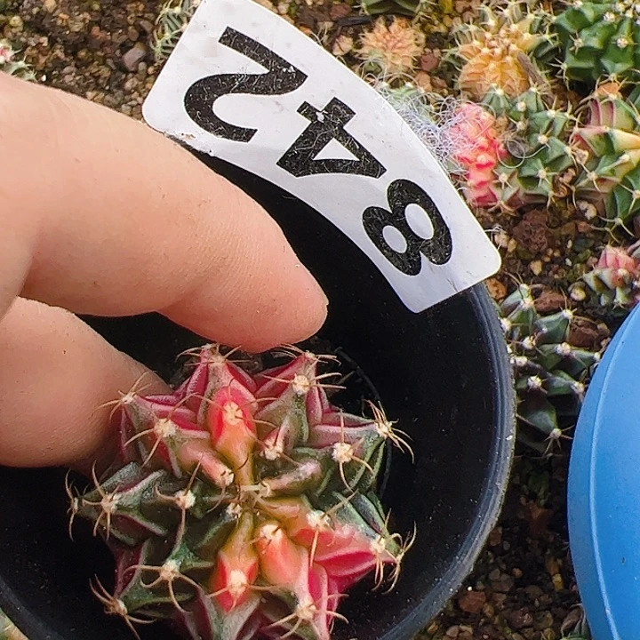 当前无花栽培后可以开花842