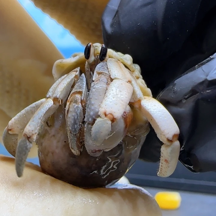 A72微瑕 紫陆豆1.2cm口径