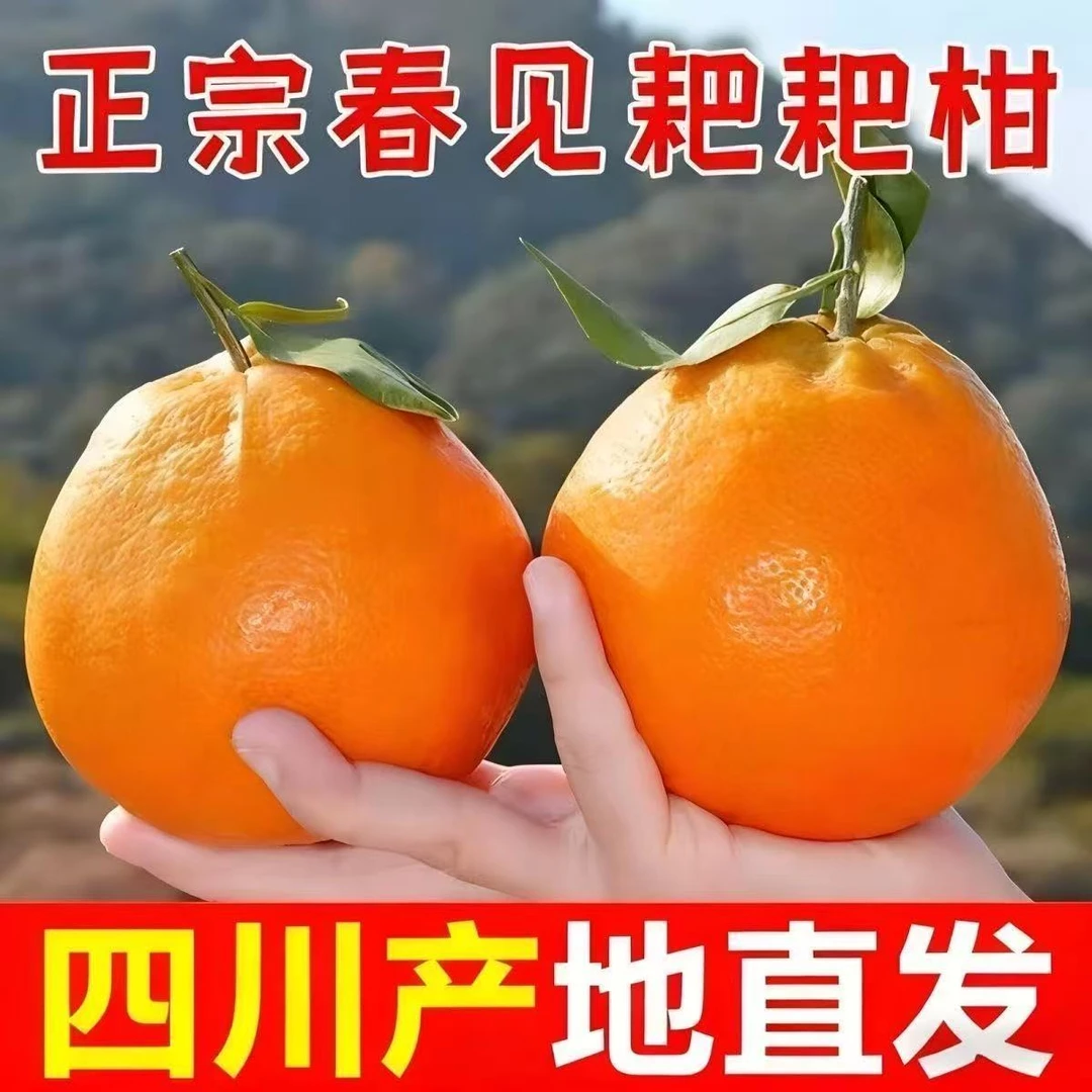 四川春见耙耙柑新鲜应季水果香甜多汁爽口细腻W