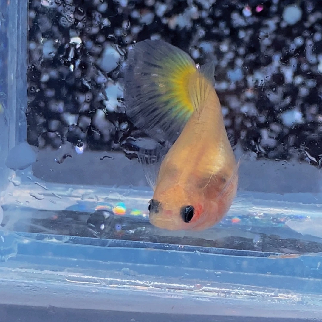 海水鱼黄金玻璃猫母一条