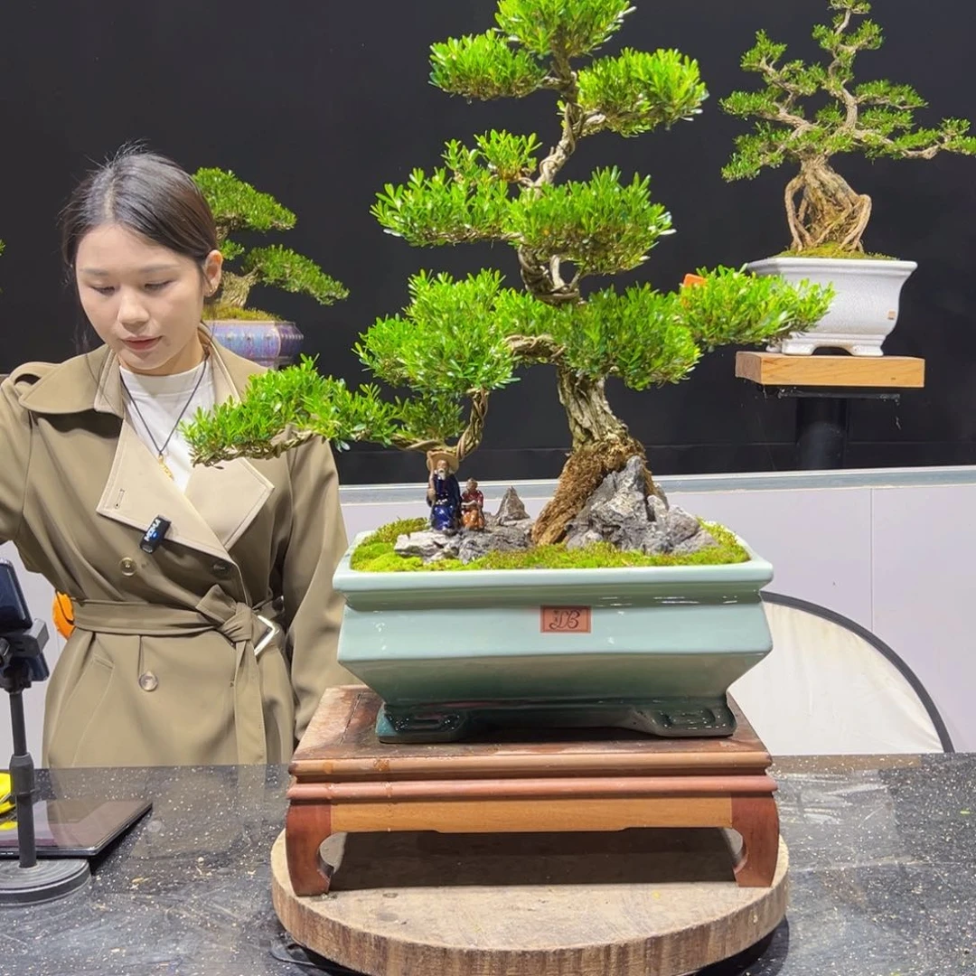 黄杨盆景老桩四季长青