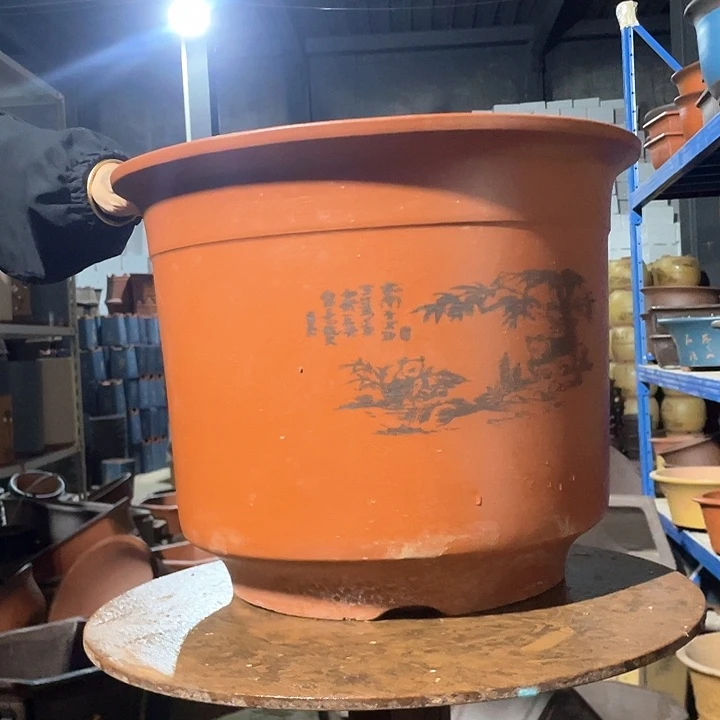 平海41金钟花盆花盆花盆