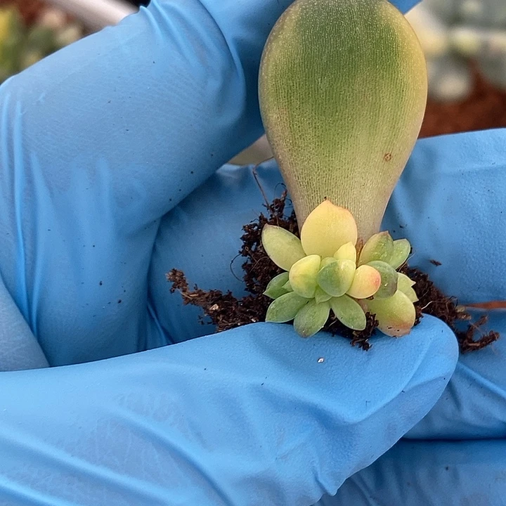 红象牙锦多肉植物