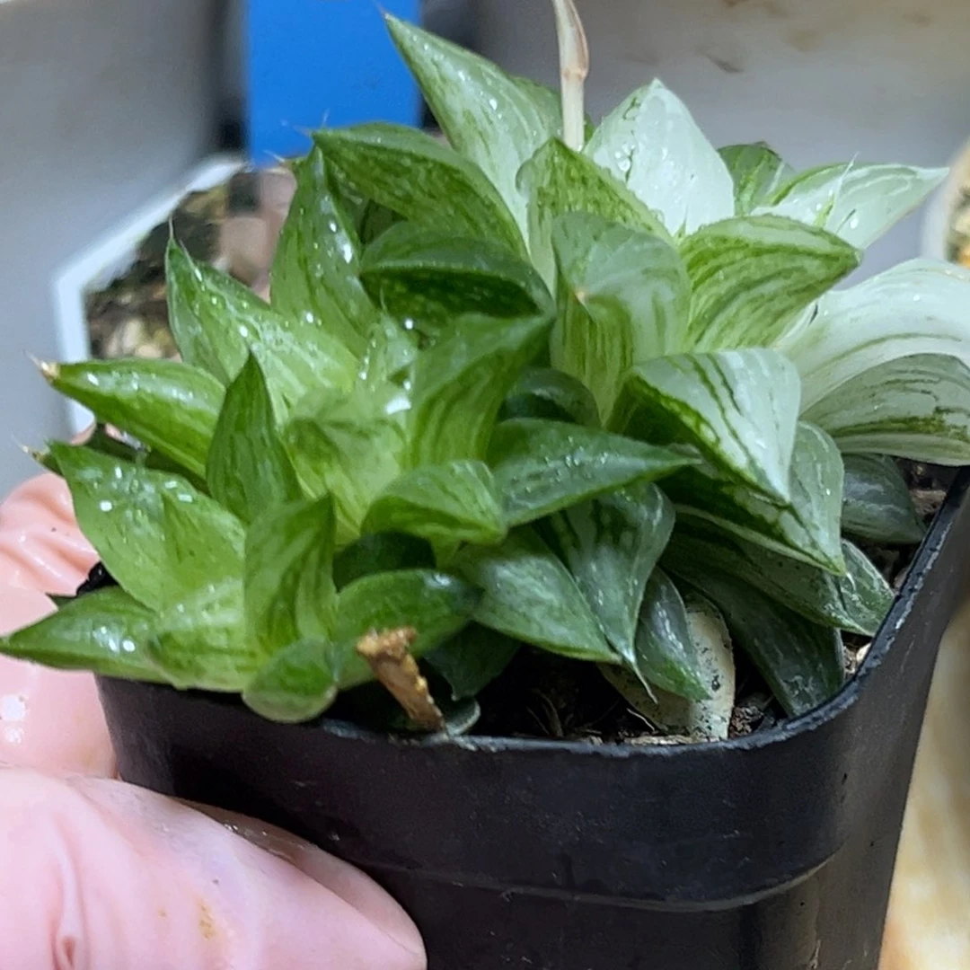 恭喜发财大吉大利907