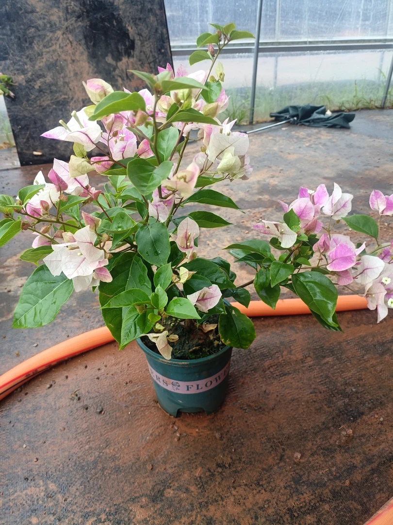 【漳红樱--汐源】三角梅运输途中掉花落叶实属正常介意勿拍