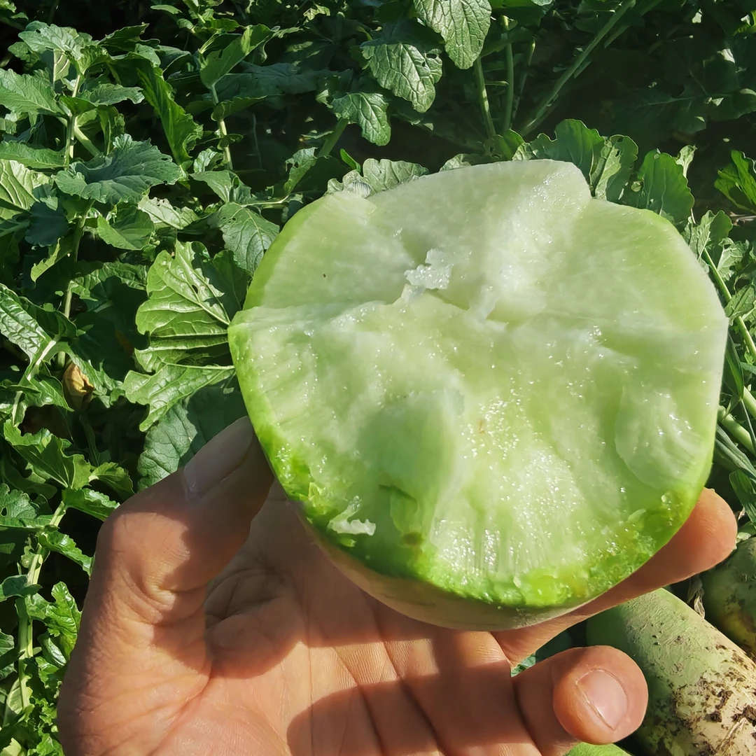 【有露水才新鲜】现拔青头水果萝卜脆甜可口水分饱满～8斤±50g/一箱青头水果萝卜