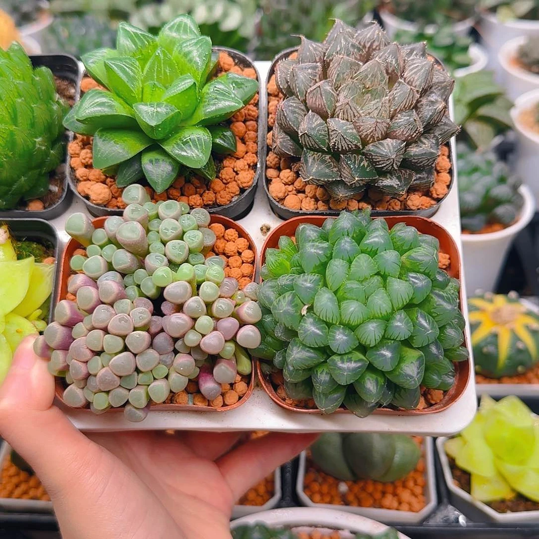 五十玲玉，冰灯，姬寿，楼兰