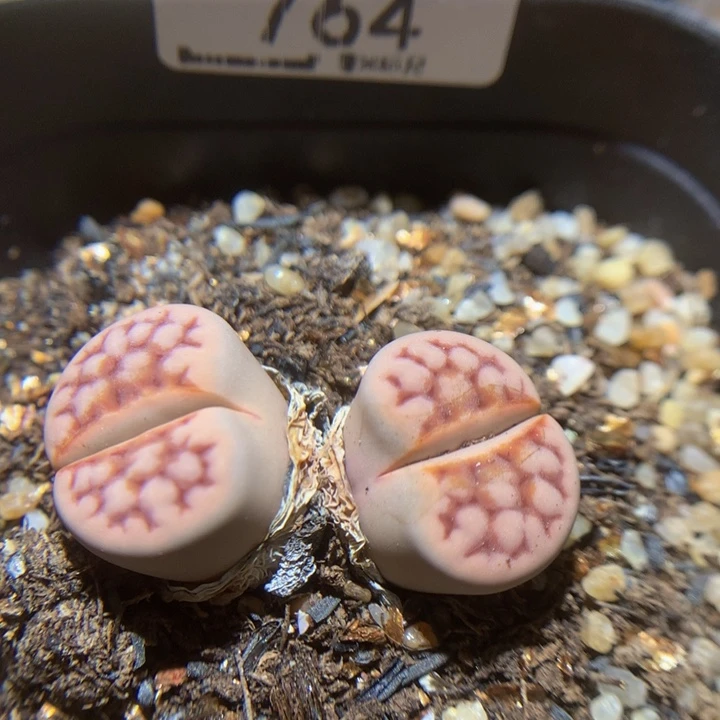 Sss精品生石花764
