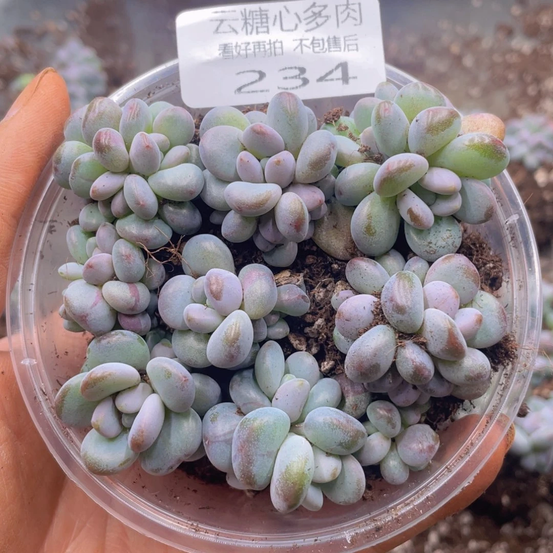 云糖心多肉植物234