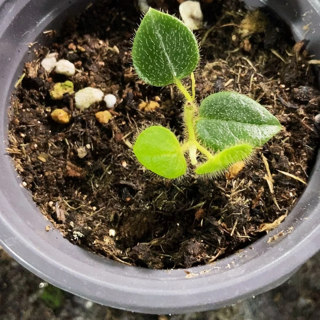 完全开放01球兰29