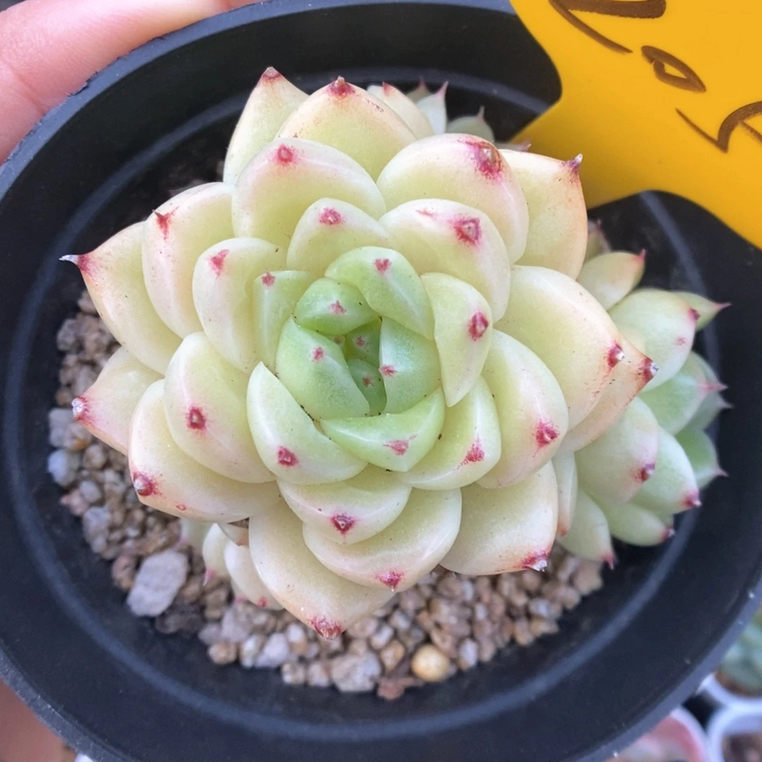 油透麦秆群生205号