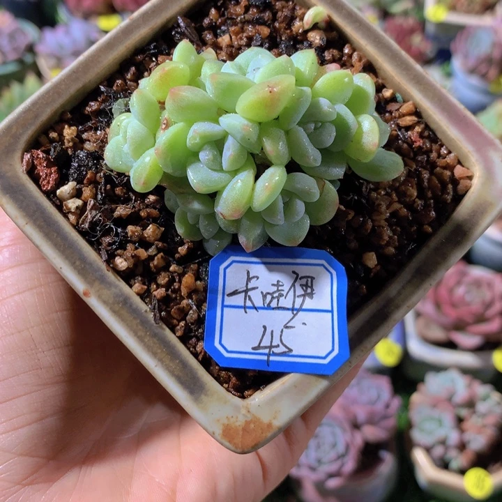 卡***伊卡哇伊     1花