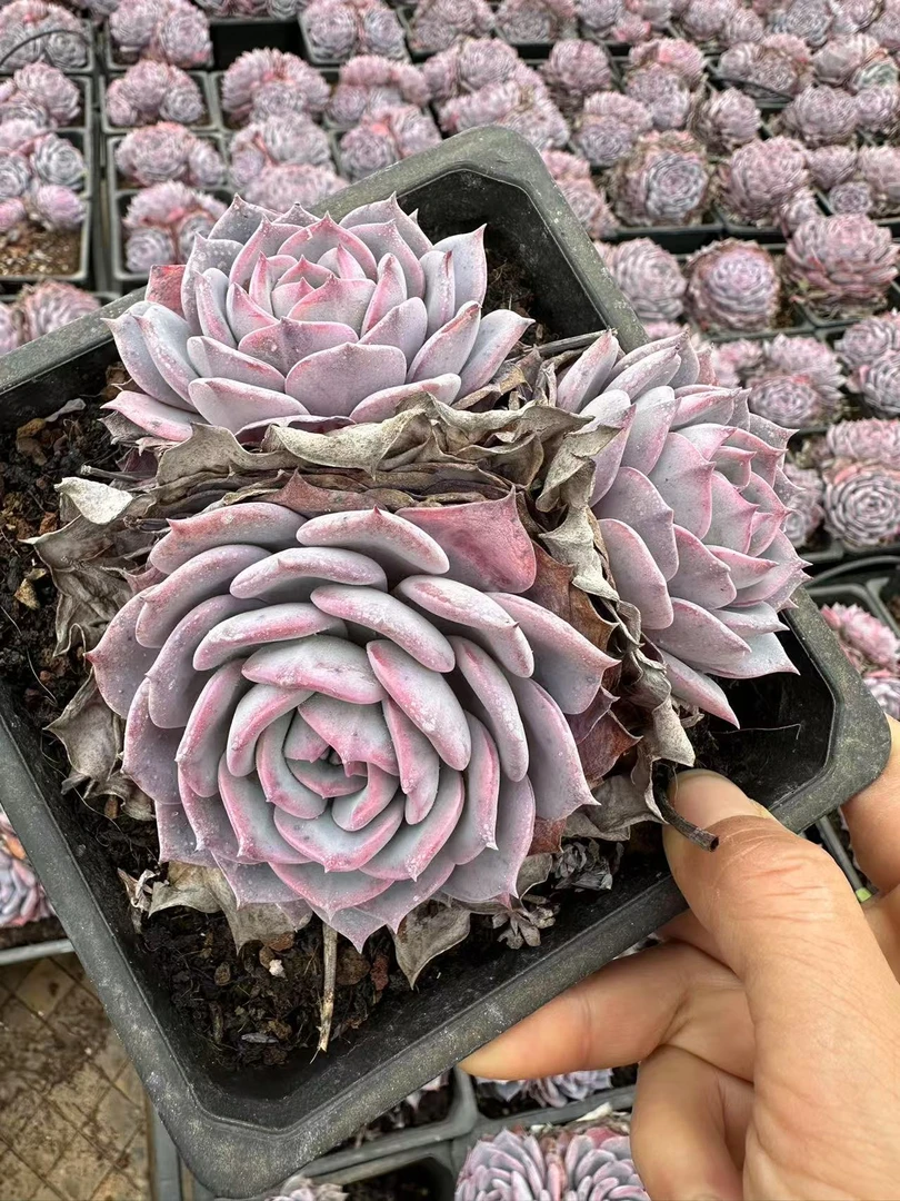 15#仙紫多肉植物 前男友精品多肉 SM0025