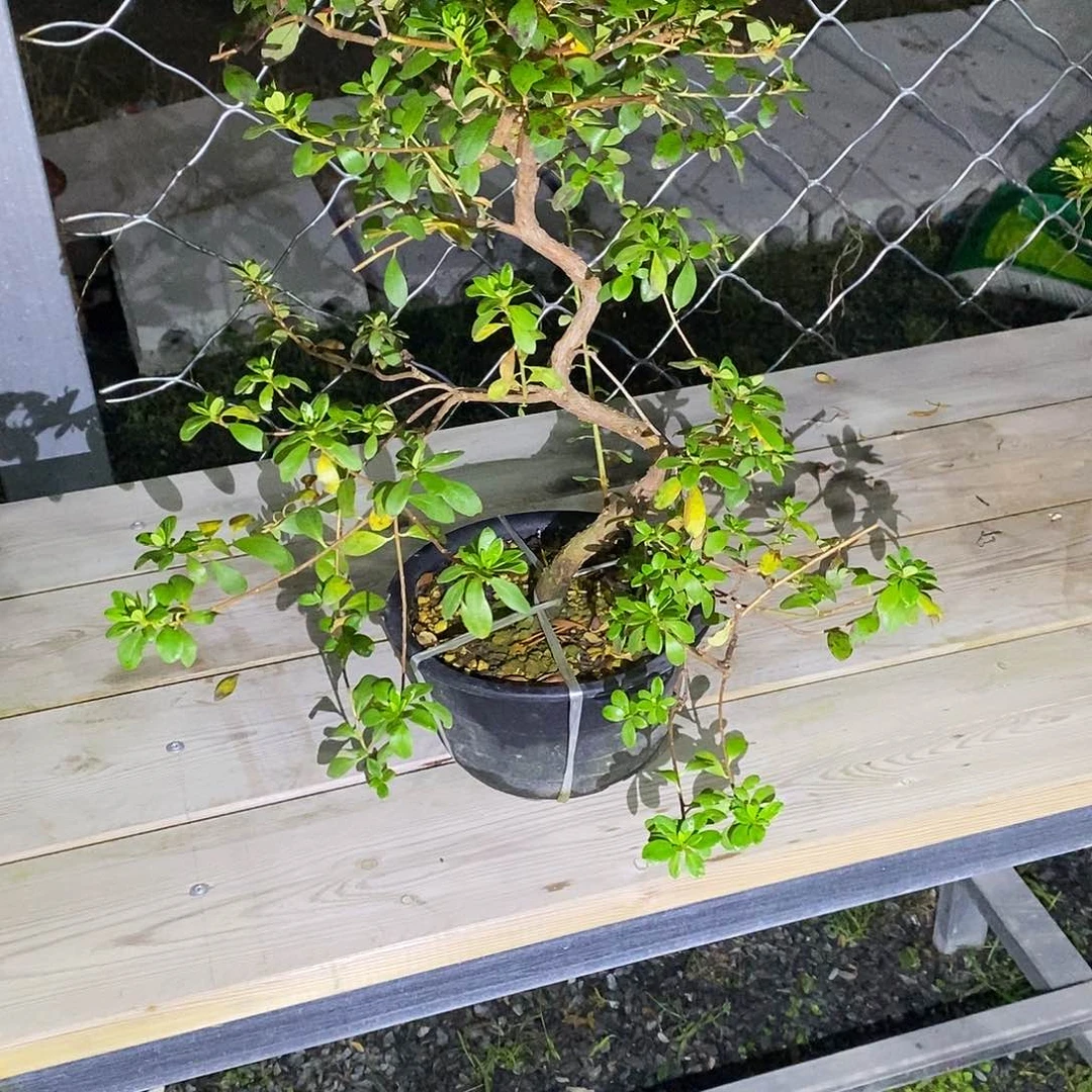 昭****窗杜鹃花到付6322