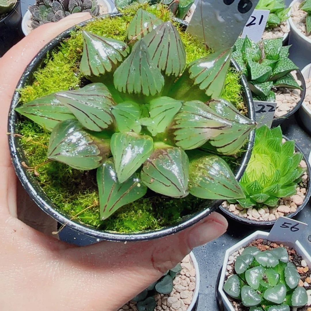 西瓜寿多肉植物6666