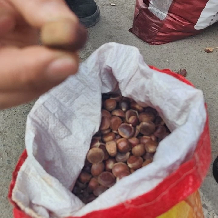 中国大陆董地小板栗5斤