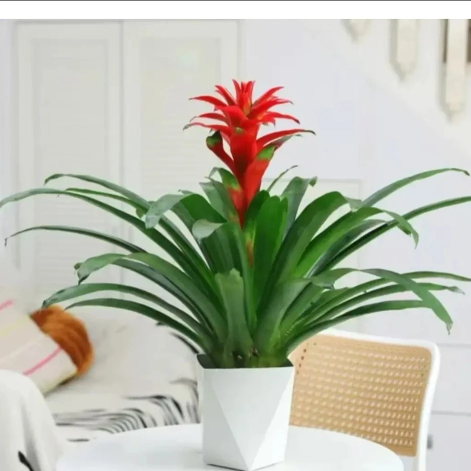 鸿运当头盆栽HD送菱形盆室内客厅办公室家用净化空气