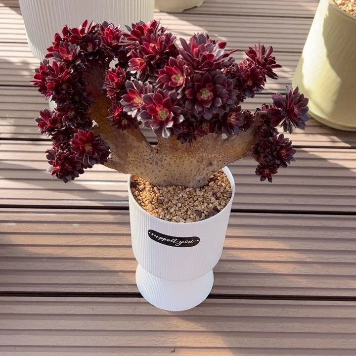 黑铜壶超白锦缀（有瑕疵，不售后）