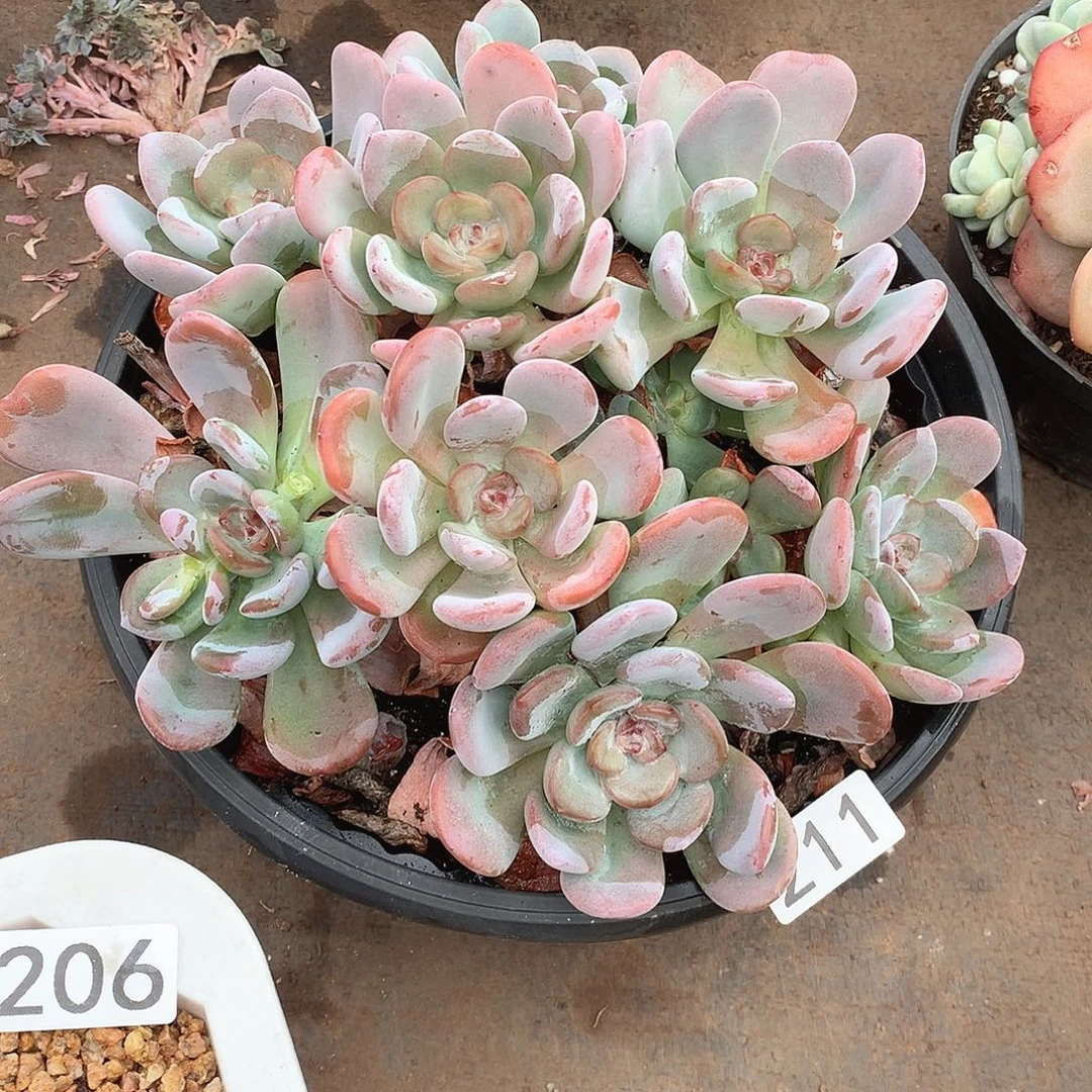 211 一物一拍多肉