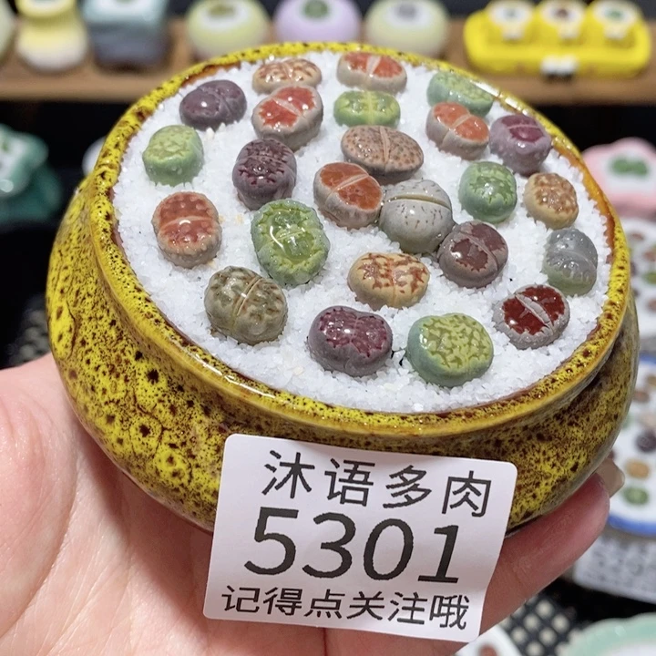 带盆土植物 一物一拍 5301