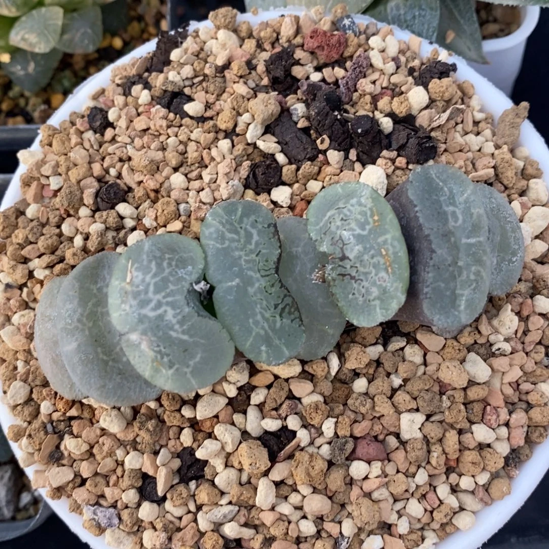 一颗大宽叶浮躁玉扇