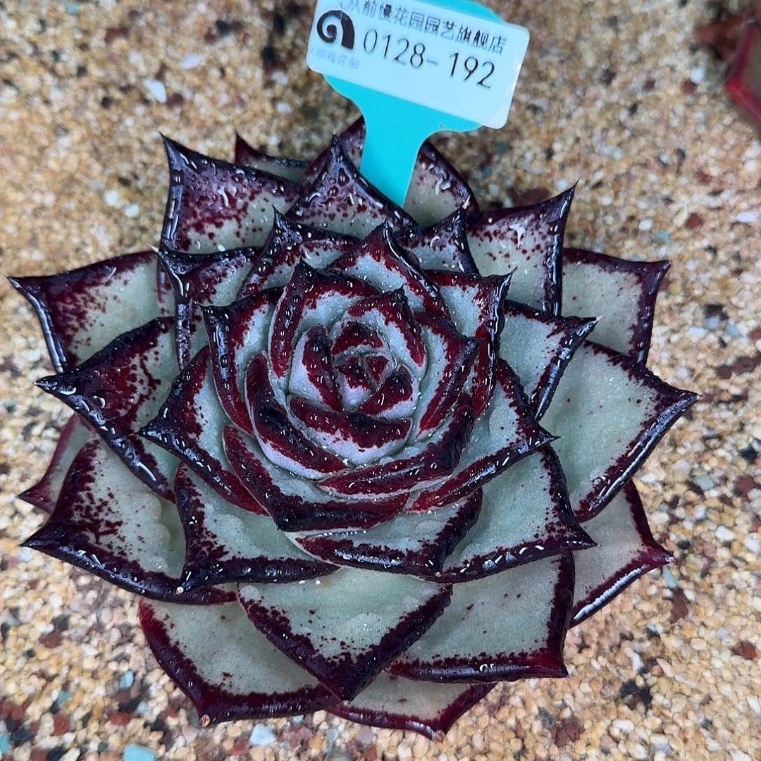 从前慢花园多肉0128-192