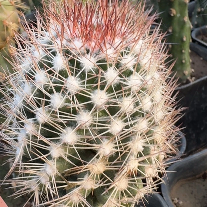 雪花丸66666666666