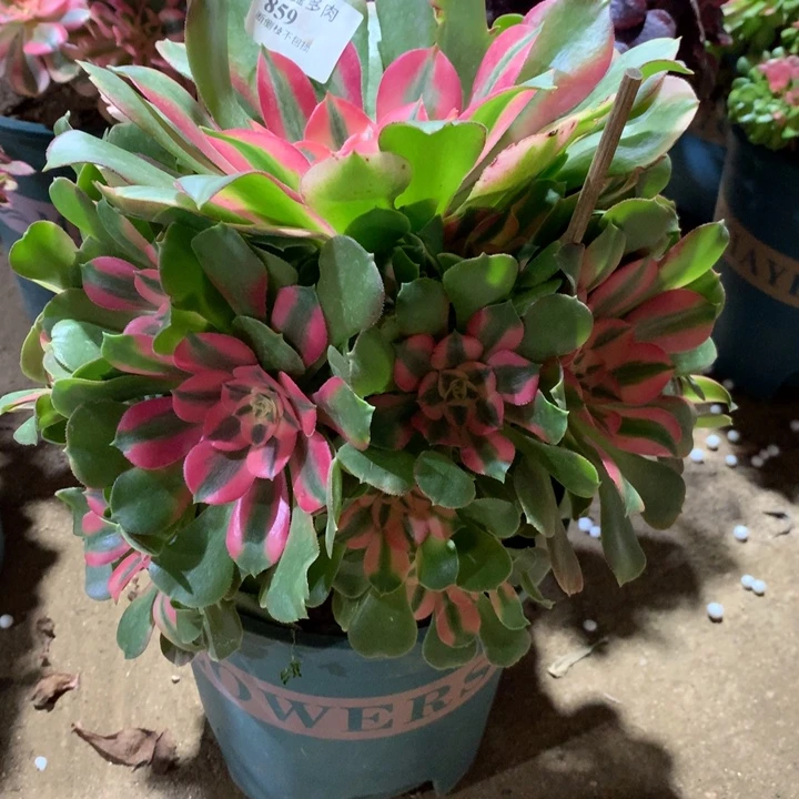 859香妃多肉植物特价