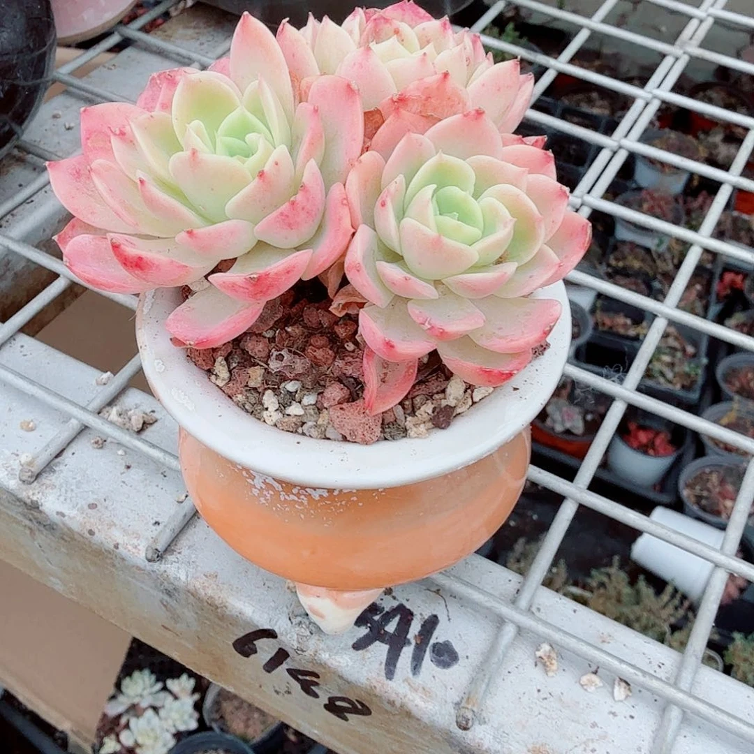 三文鱼带盆手捏多肉