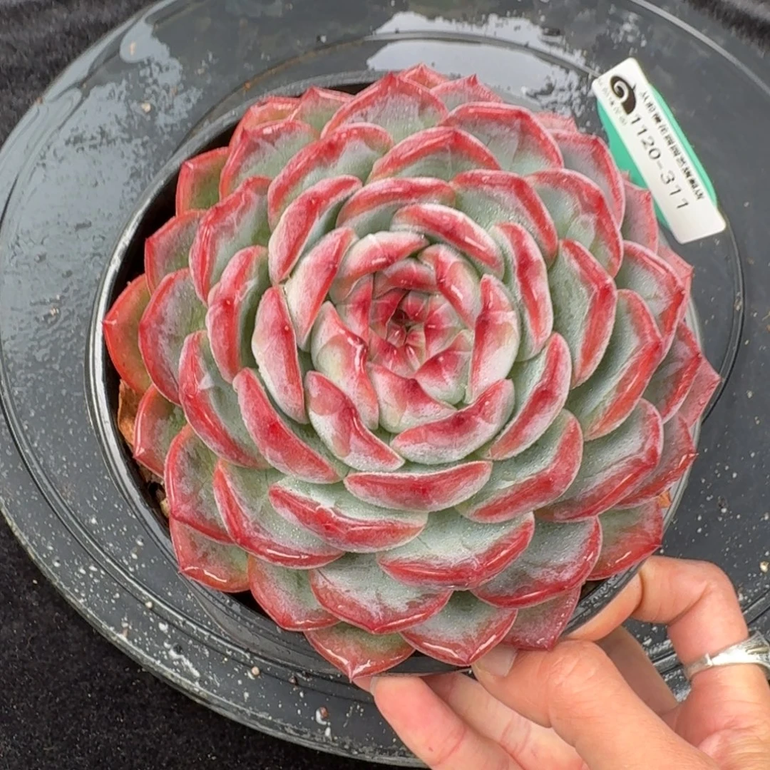 从前慢花园多肉编号1120-311