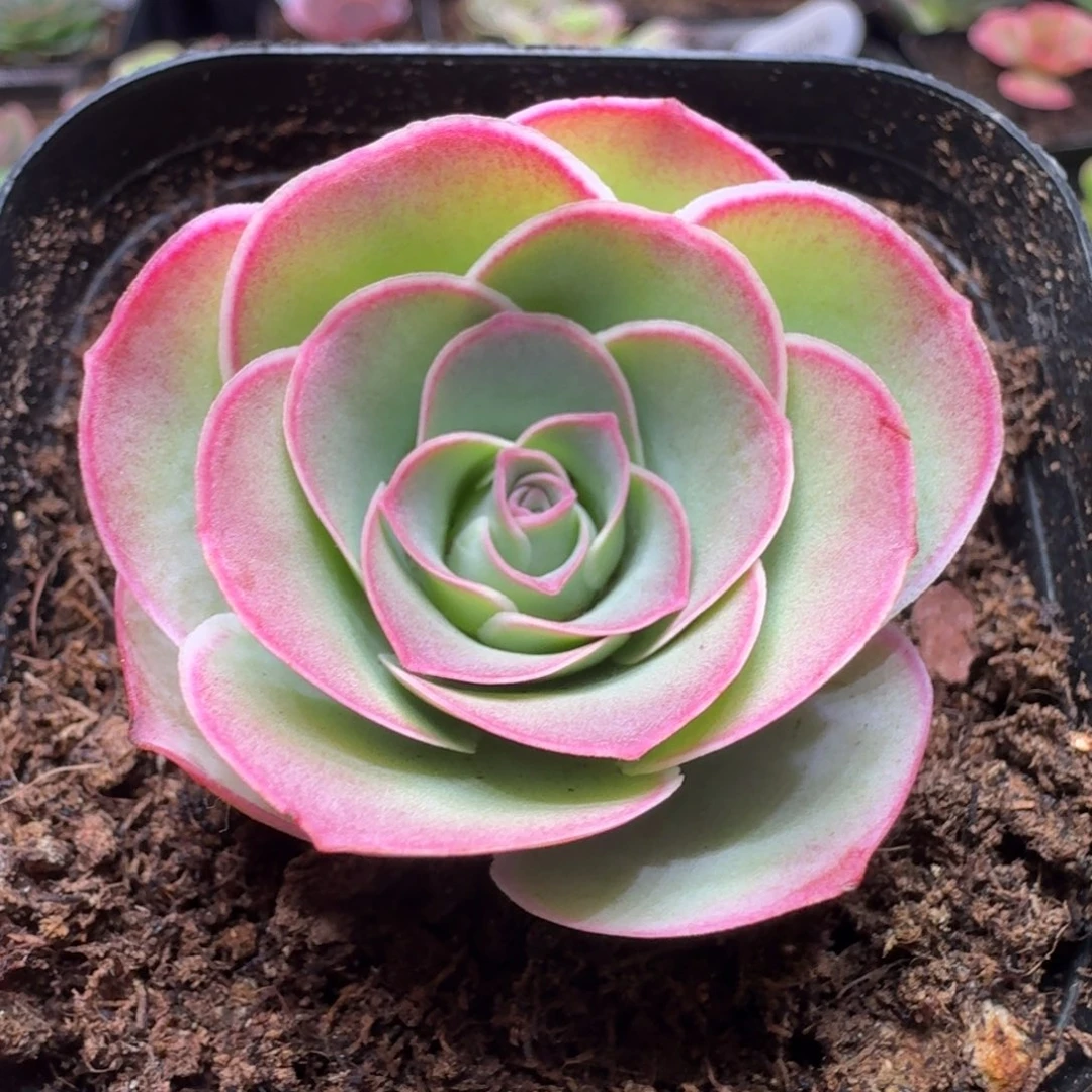 楹楹-017-冠幅 3CM
