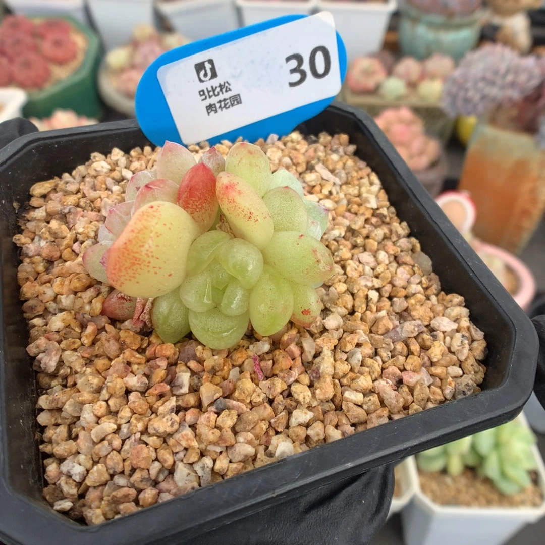 30 赞赞福利拍冰玉石化