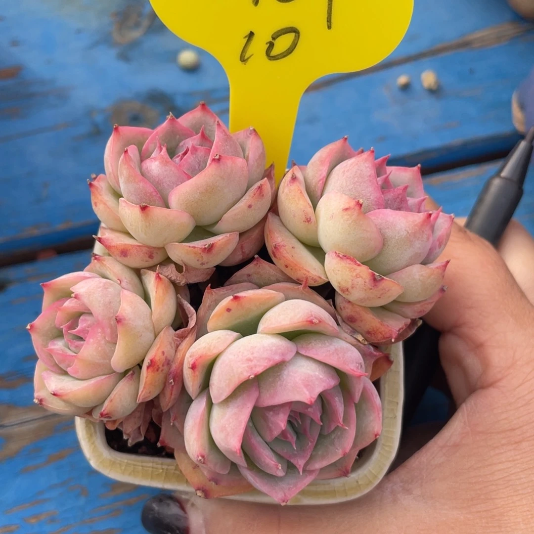 1****?水晶玫瑰清台子10