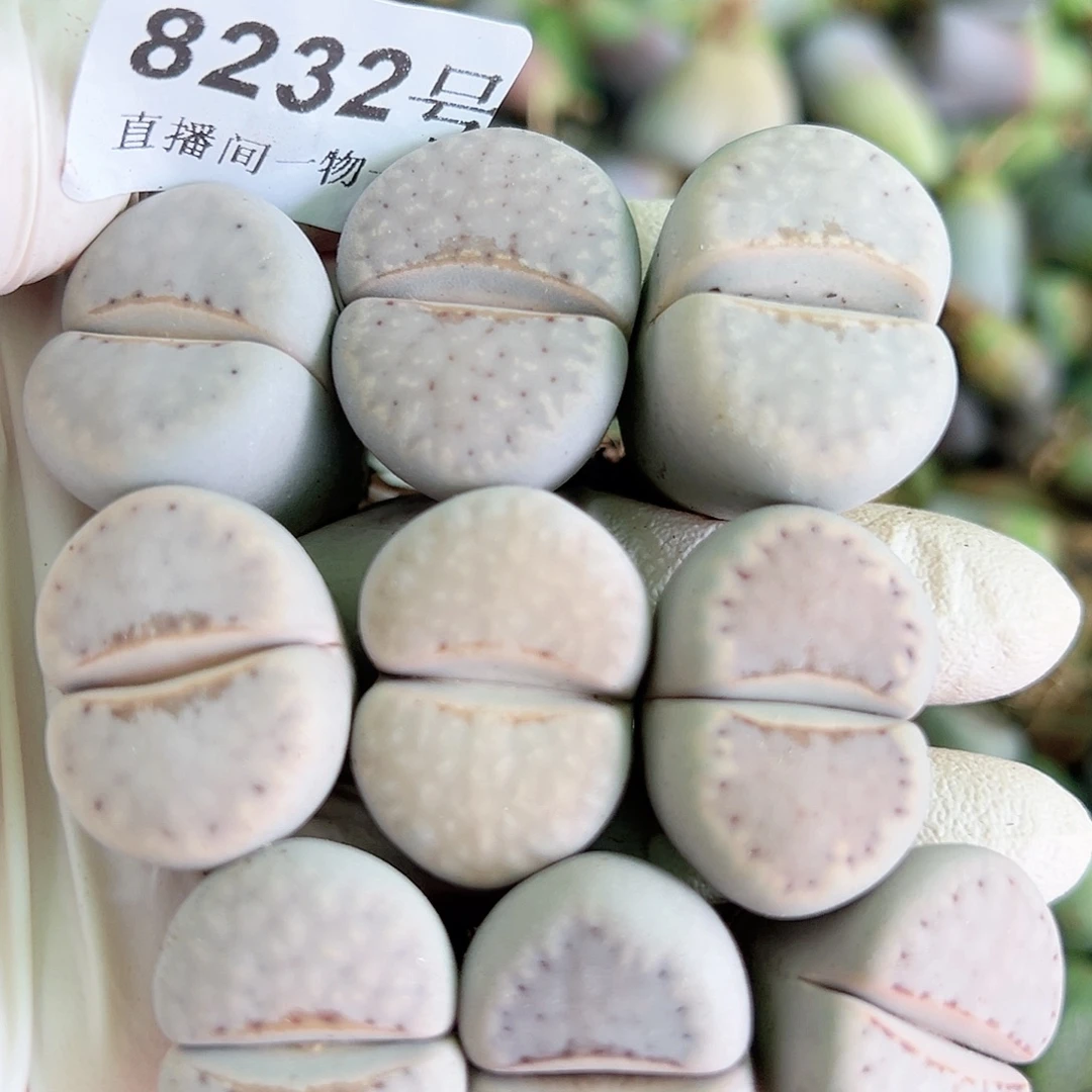 8232 好养易活生石花大母本9个2.5cm左右