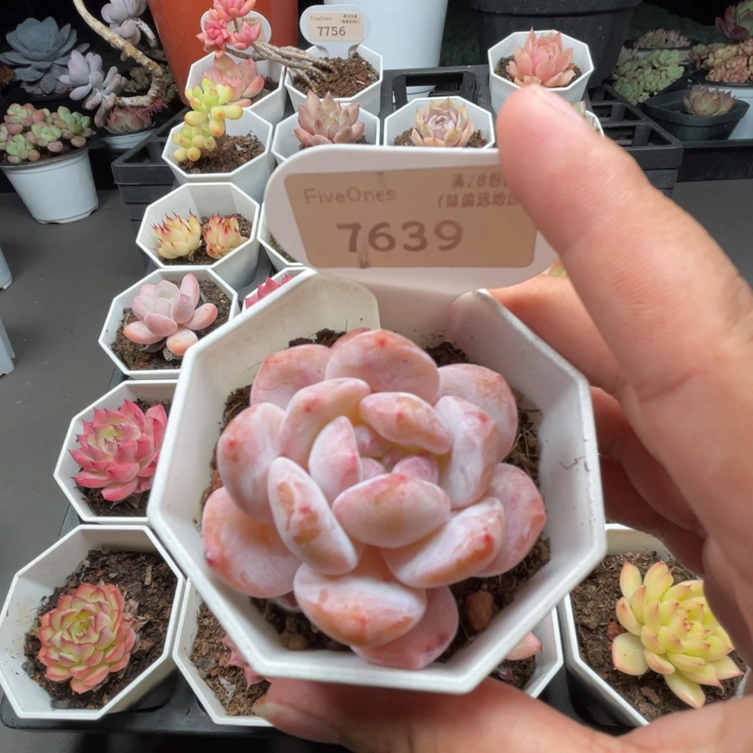 7639橙子 4.5厘米