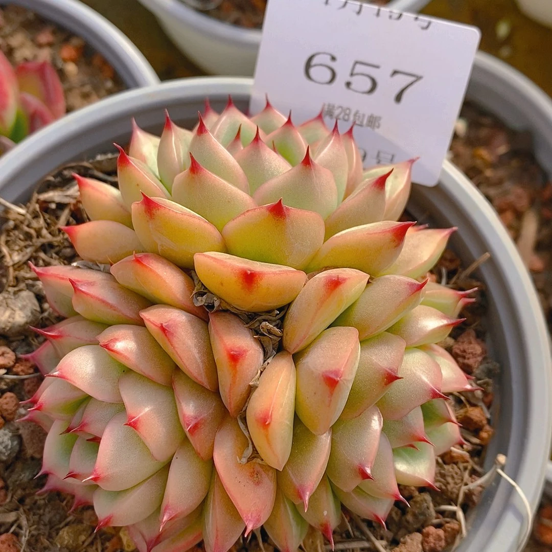 【闪购商品】云657