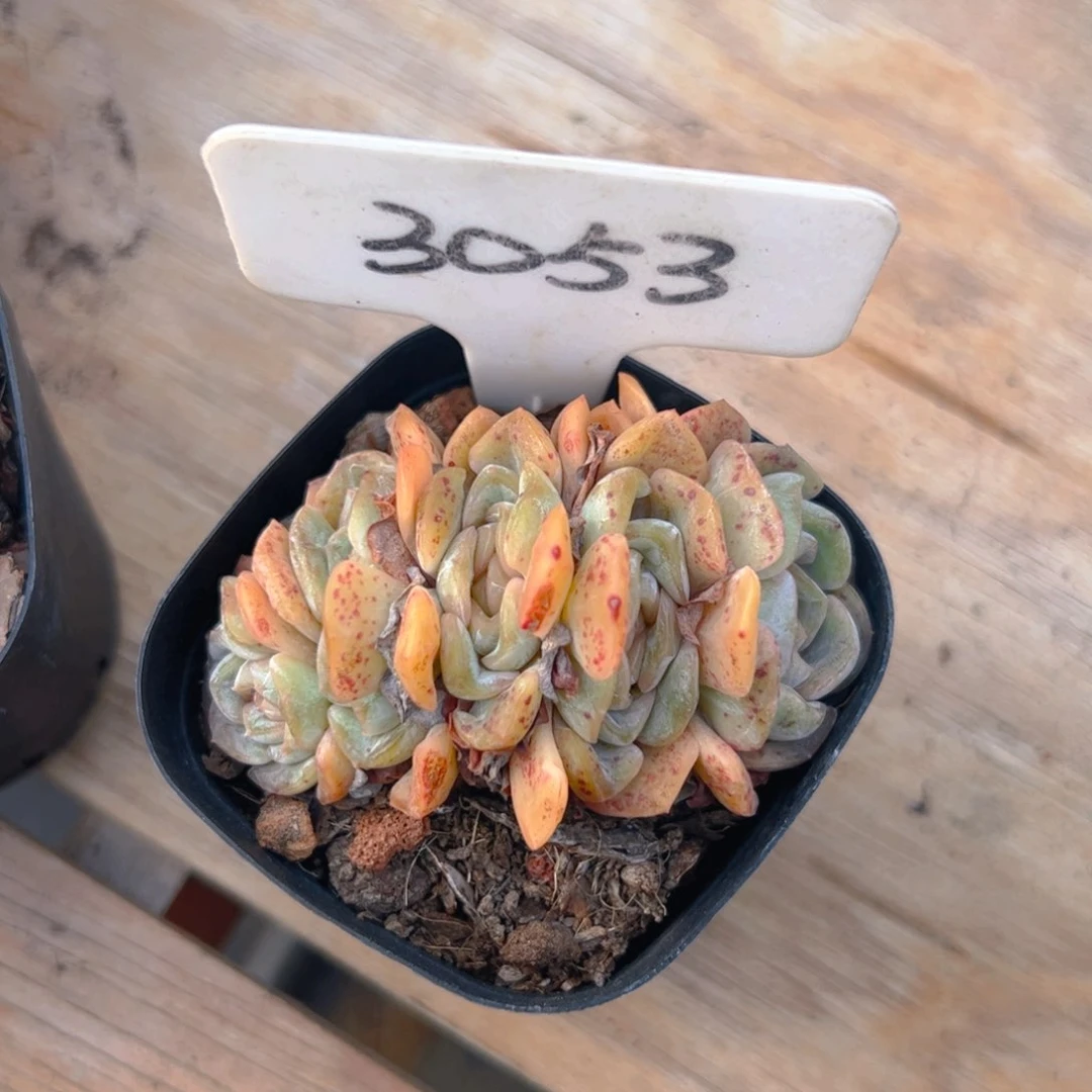 早***阳融晶3053号一物一拍