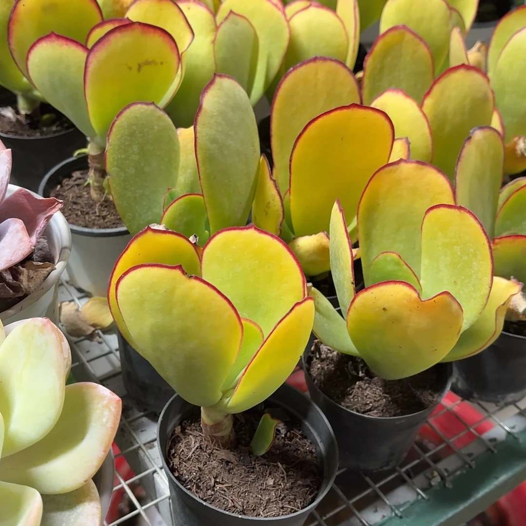 青梅新品多肉10厘米左右冠幅