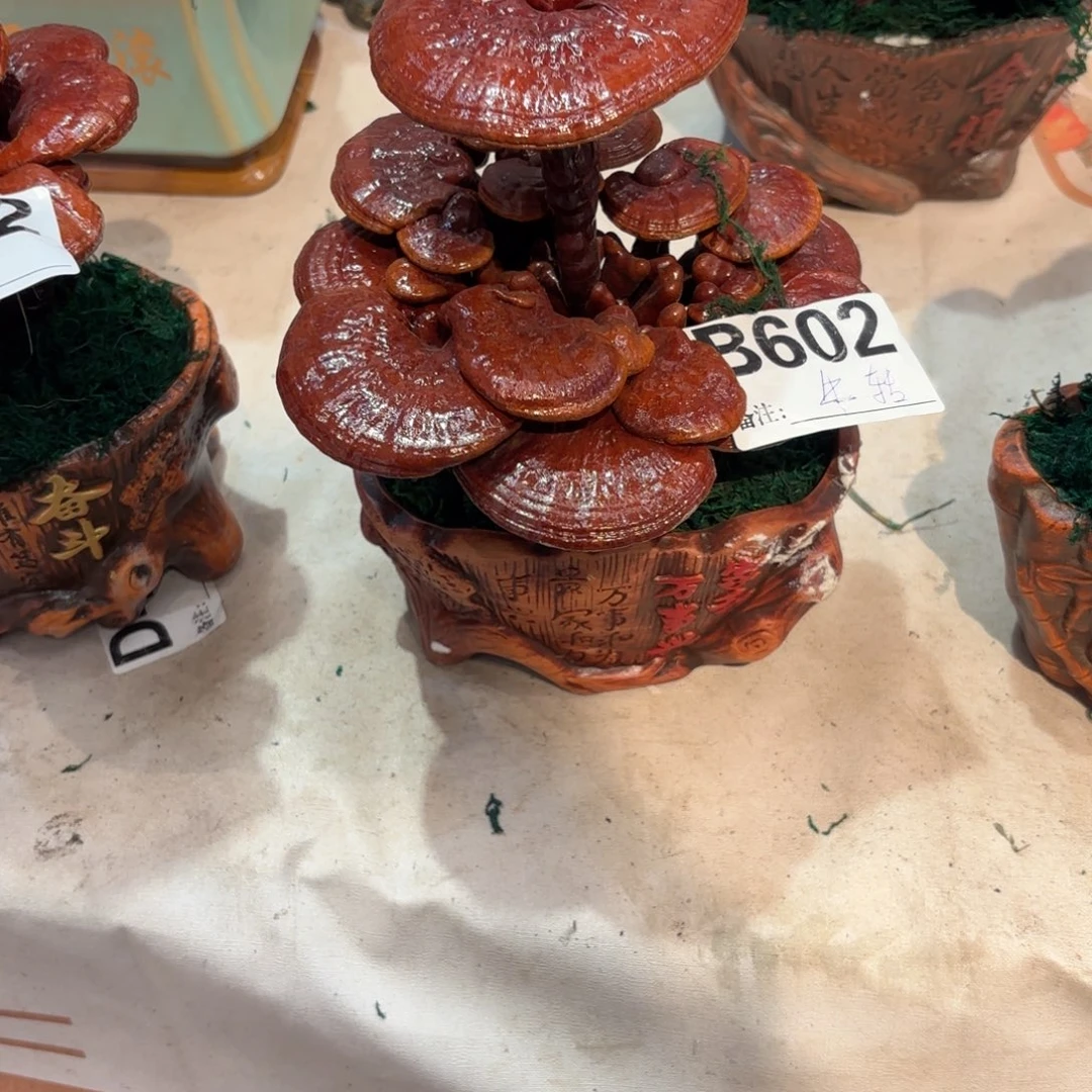 灵芝8888858888888888