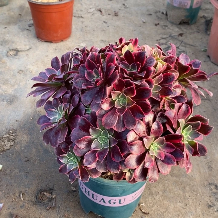 金丝雀多肉植物8。