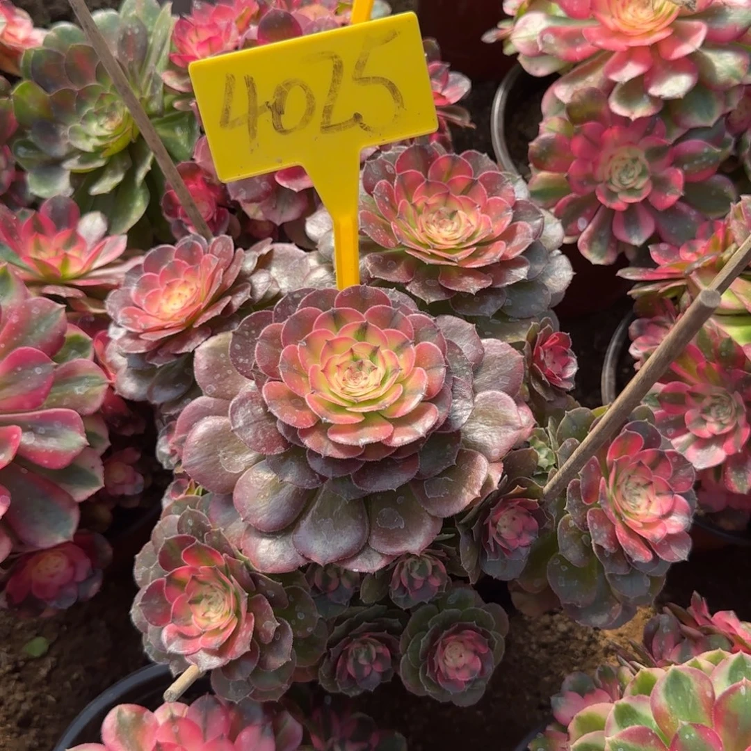 4025---荔枝多肉植物