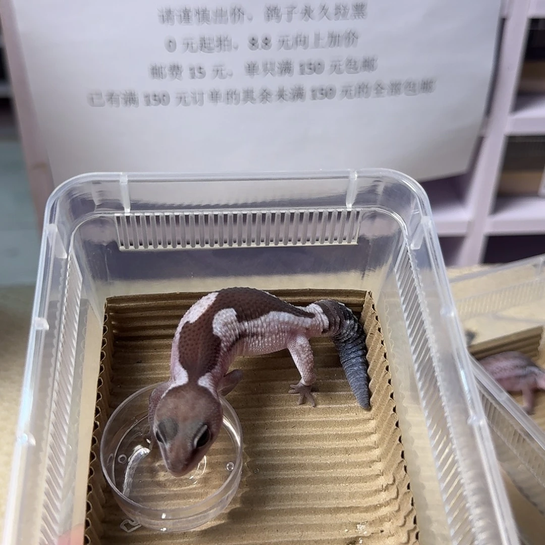 肥尾守宫奥利奥祖鲁妹妹